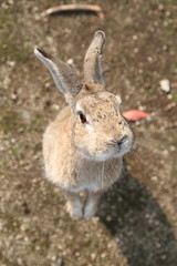 the rabbit at okunojima