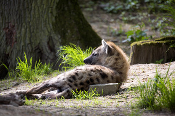 lying Spotted Hyaena, Crocuta crocuta