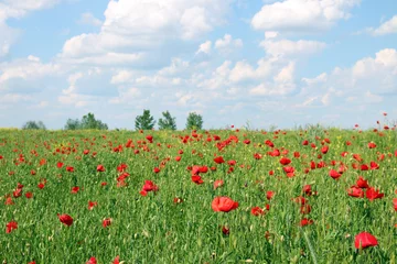 Foto op Plexiglas klaprozen bloem en blauwe lucht lente weide landschap © goce risteski