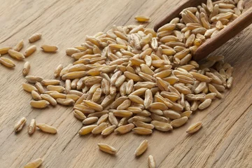 Fototapeten Wooden spoon with kamut kernels © Picture Partners