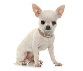 puppy chihuahua in studio