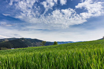 Wiese im Schwarzwald