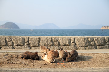 Fototapeta premium the rabbits in Okunojima island