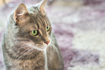 Naklejka na ściany i meble Portrait of a domestic cat with green eyes