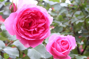 バラ　パレード