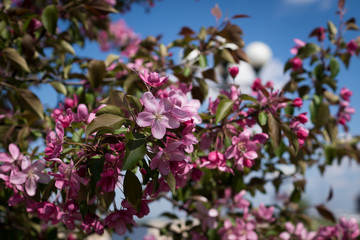 flowering almond
