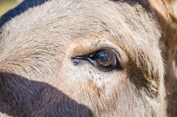 Gray Italian Sardinian Donkey
