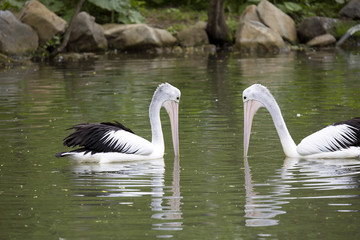 Australian Pelican, Pelecanus conspicillatus, hunt for food in water