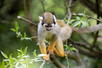 Naklejka na ściany i meble Common squirrel monkey, Saimiri sciureus is very moving primate