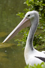 Australian Pelican, Pelecanus conspicillatus, beautifully colored