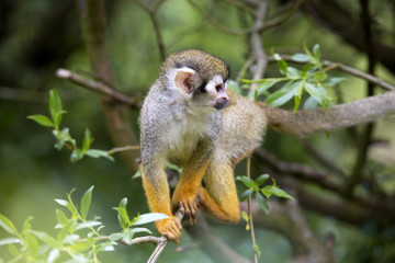 Common squirrel monkey, Saimiri sciureus is very moving primate