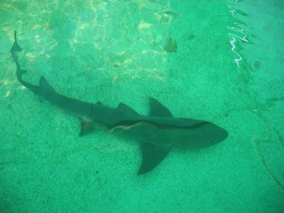 Fototapeta premium Small shark in the water.