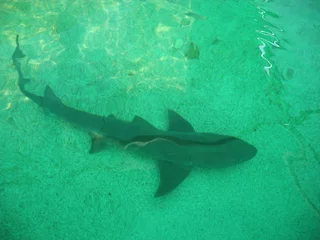 Fotobehang Small shark in the water. © jana_janina