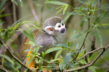 Common squirrel monkey, Saimiri sciureus is very moving primate