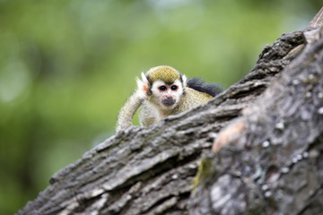 Common squirrel monkey, Saimiri sciureus is very moving primate