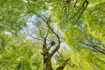 Fototapeta premium darßer urwald