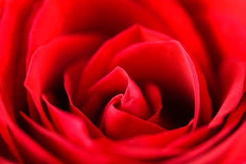 Naklejka premium Romantic Red Rose Inside Velvet Petals