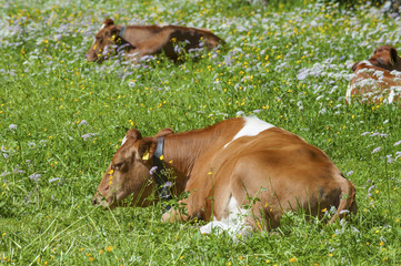 Cow in meadow. Lauterbrunnen valley in Bernese Alps, Swiss