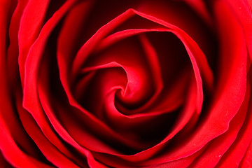 Romantic Red Rose Inside Velvet Petals