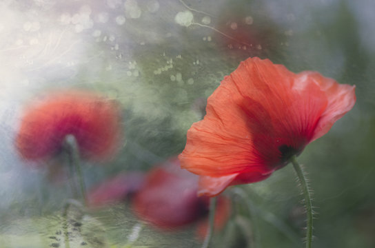  poppy in bloom