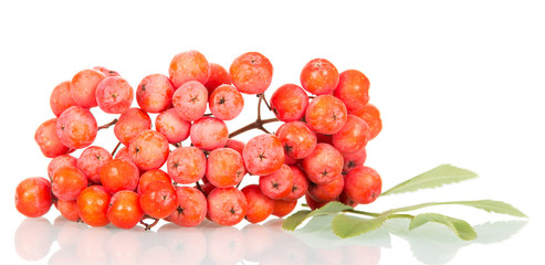 Rowan branch with berries and leaves isolated on white.