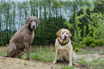 Weimaraner und Labrador