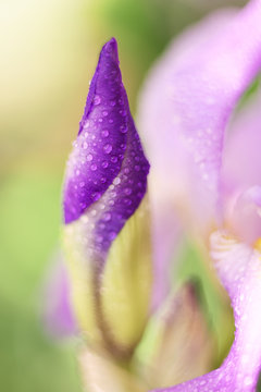 artistic photo of a flower iris lilac closed bud dewdrops on the background blurry flower petals.
