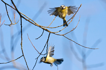 Fototapeta premium Blue Tits in flight