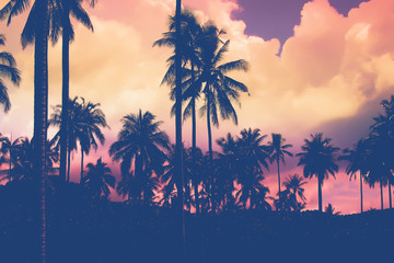 eautiful Silhouette palm tree sunset time