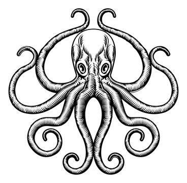 Octopus or Squid Illustration