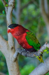 Red green bright parrot in Puerto de la Cruz
