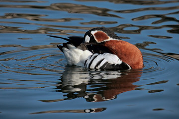 Red-breasted goose (Branta ruficollis) preening on open water