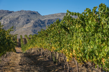 Fototapeta na wymiar The Cape Winelands region is the premier wine producing area of South Africa