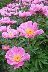 Papier peint photo Pivoines Pivoines mauves  © Dorado33