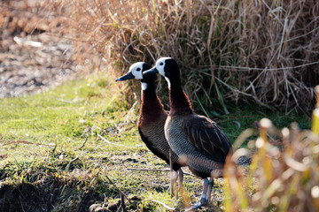White-Faced Whistling Ducks (dendrocygna viduata)