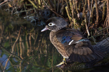 Wood duck (Aix sponsa)