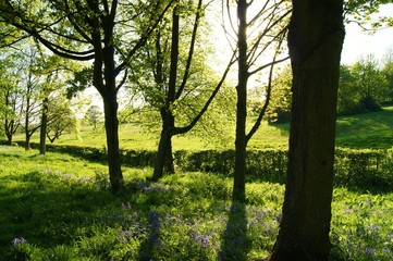 Colourful Spring Landscape.