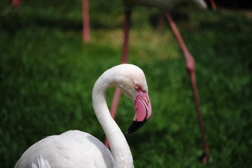 Flamant rose