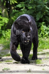 Foto auf Acrylglas Panther Schwarzer Jaguar - zu Fuß auf den Betrachter zu
