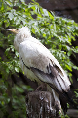 Egyptian vulture, Neophron p. Percnopterus, spends most of his time in the air looking for food