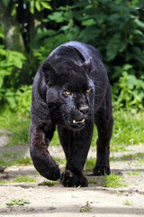 Schwarzer Jaguar - geht auf den Betrachter zu - gespaltener Ton