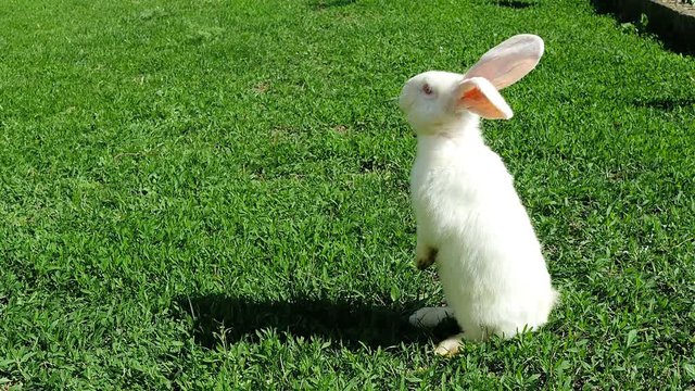 White rabbit on green grass staying