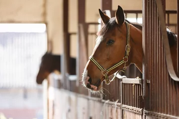 Foto op Plexiglas Paard in een stal © castenoid