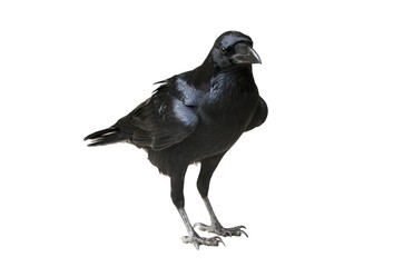 Raven Isolated - Raven standing on flat ground