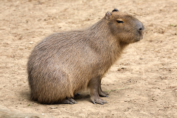 Hydrochoerus hydrochaeris Capybara, the largest rodent