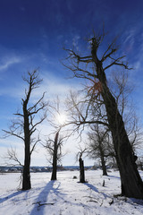 oak trees in winter