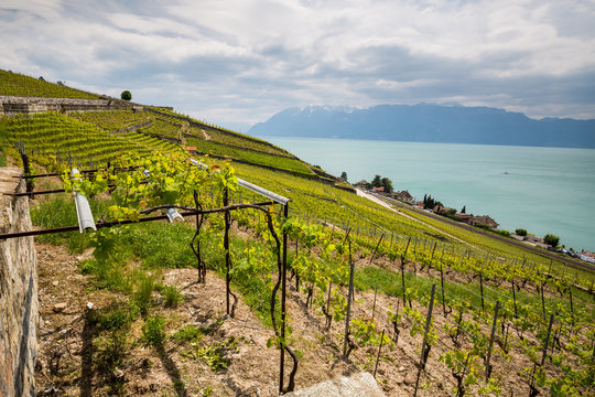 View of the vineyards of Lavaux on Lake Geneva