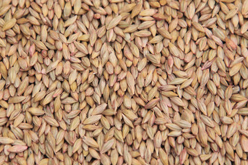 selected grain