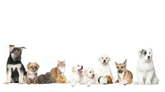 group of pet on a white background