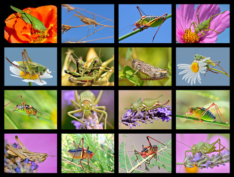 Sixteen mosaic photos of grasshoppers